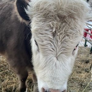 DO NOT BUY reserved for onceloved